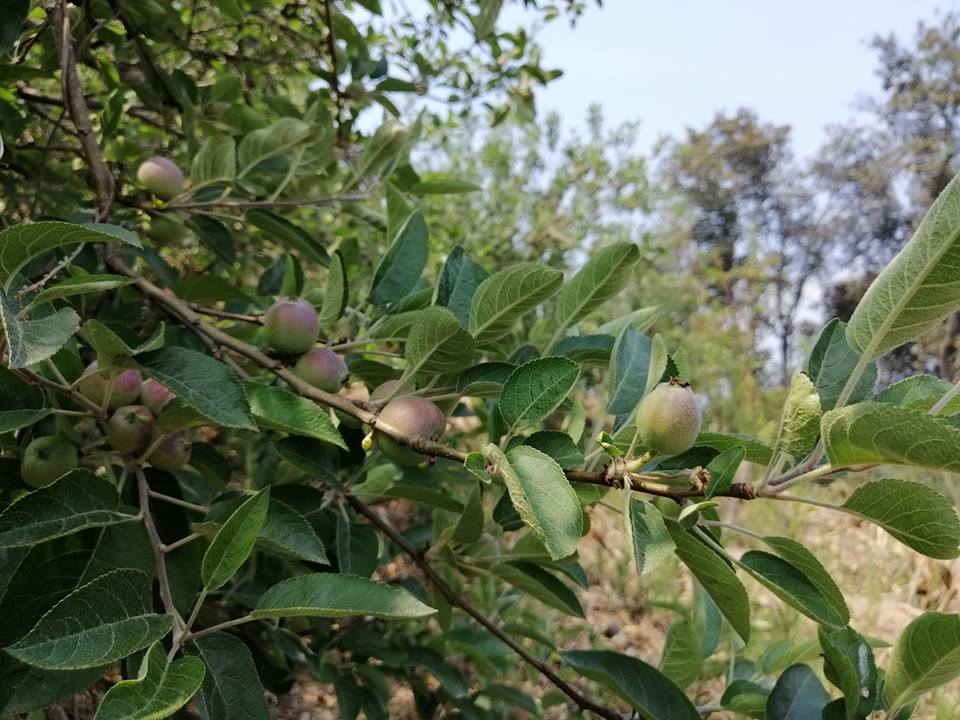 58578418 2321439698175661 5226261122264334336 n