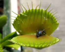 Une dionee avec les restes d une mouche