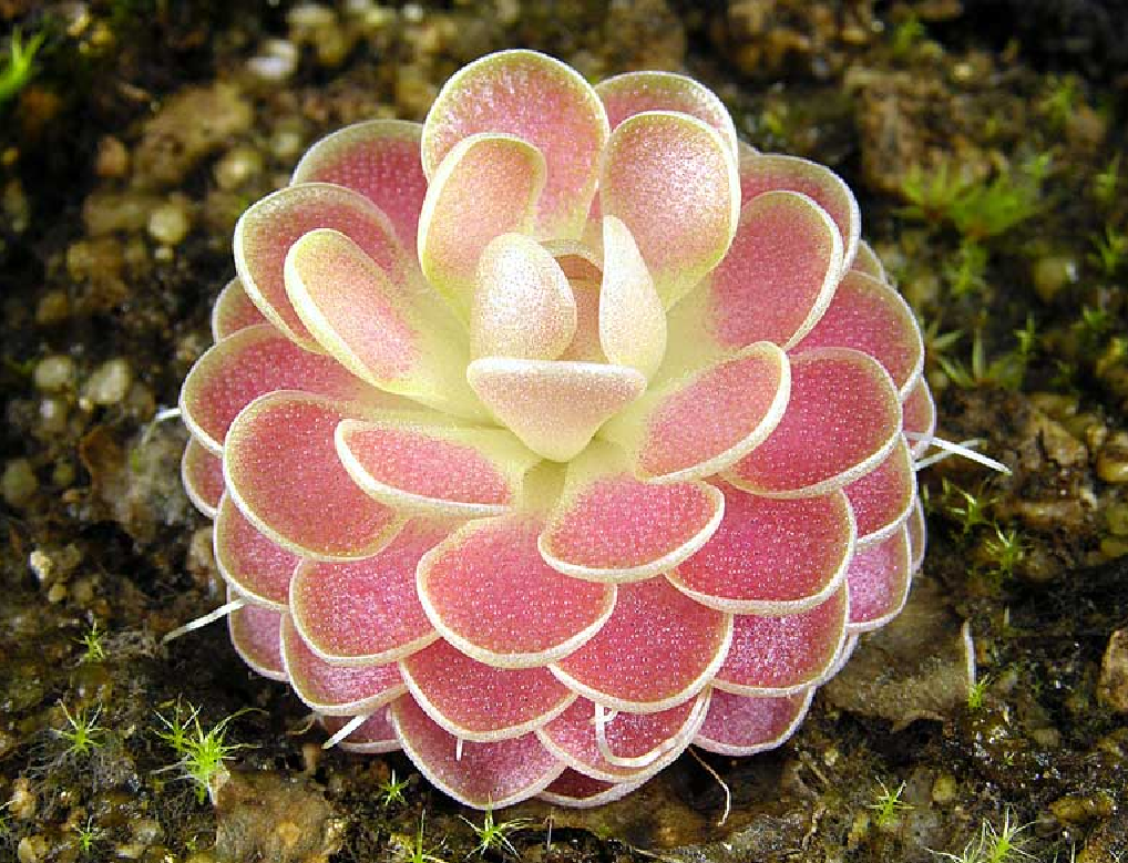 Pinguicula