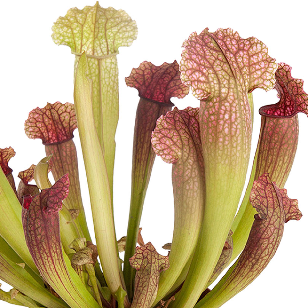 Sarracenia