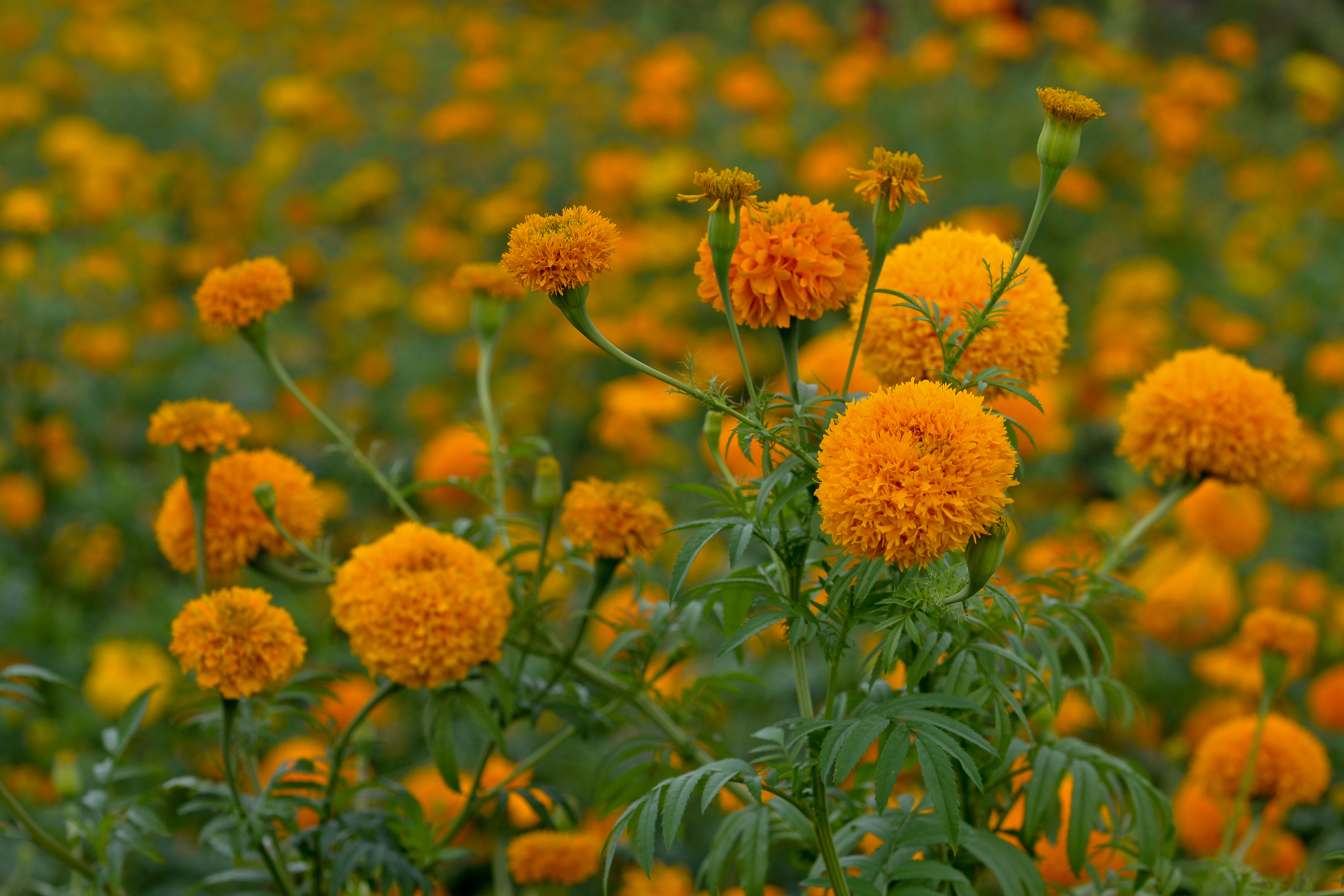 Aspectos flor de cempasuchil 1