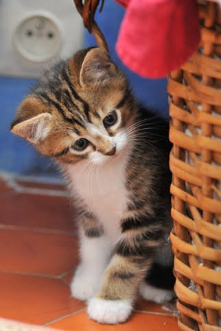 1 a adopter