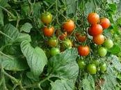 Tomates