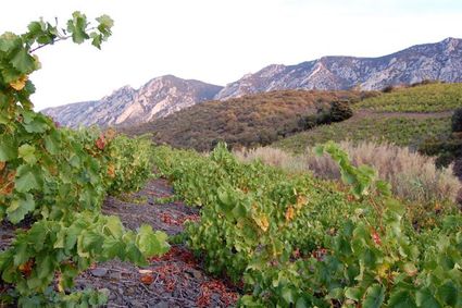 Old grenache