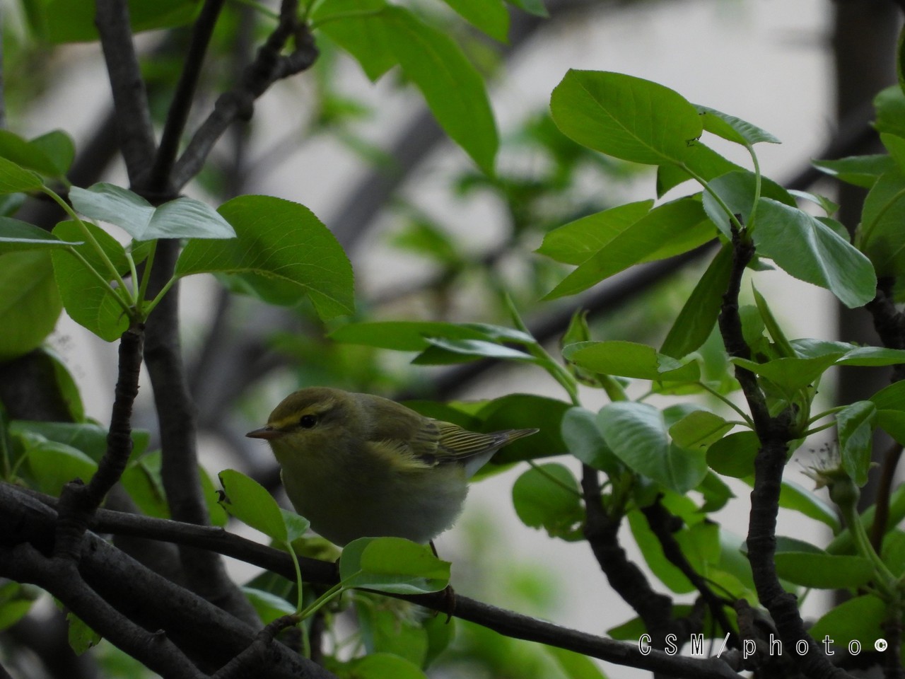 DSCN5191