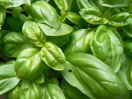 Basilic