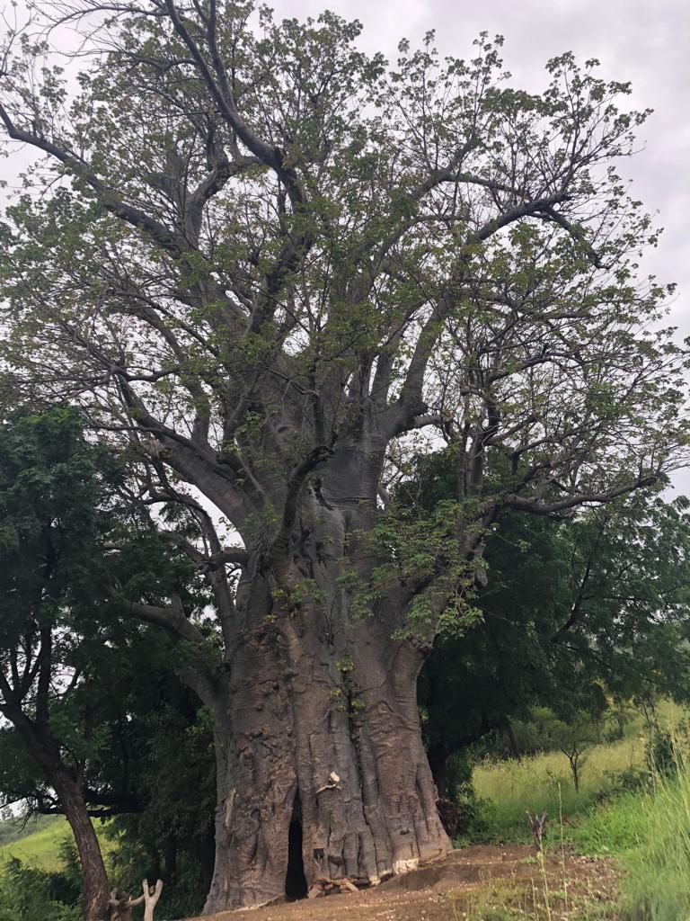 Img 20190630 wa0001
