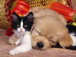 Animaux compagnie