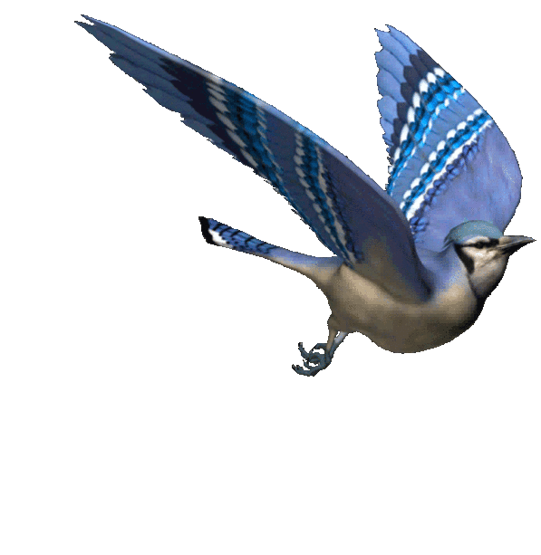 Oiseau 01