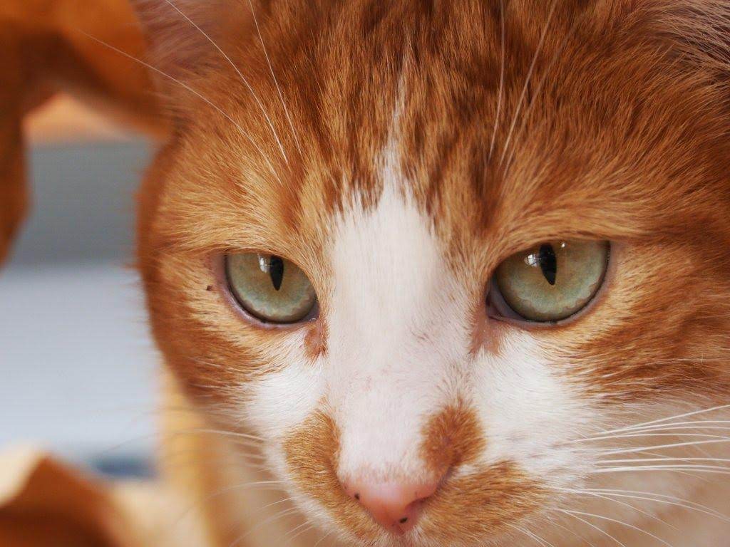 Maurice 2014