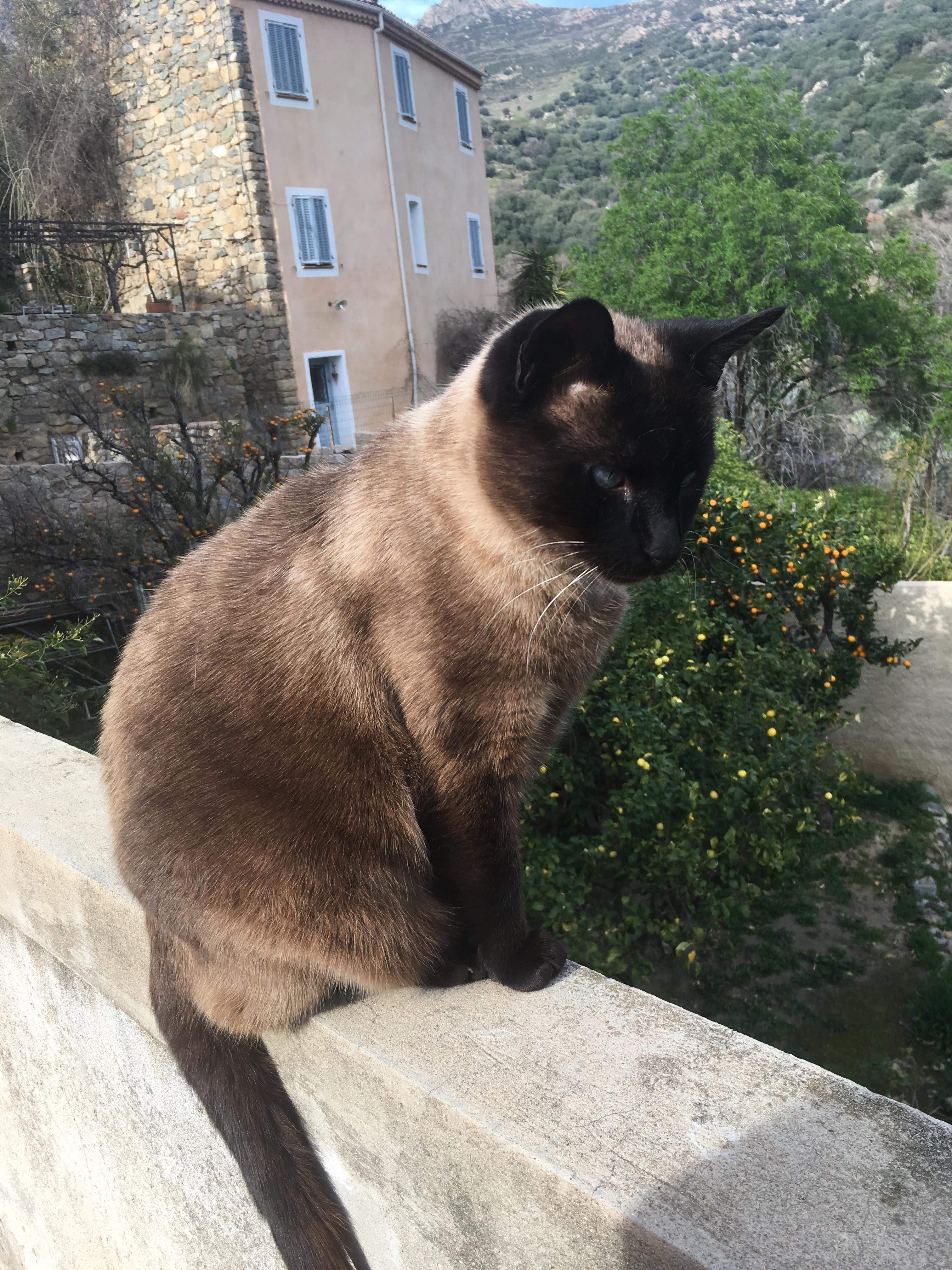 PIPINU 15 mars 2017