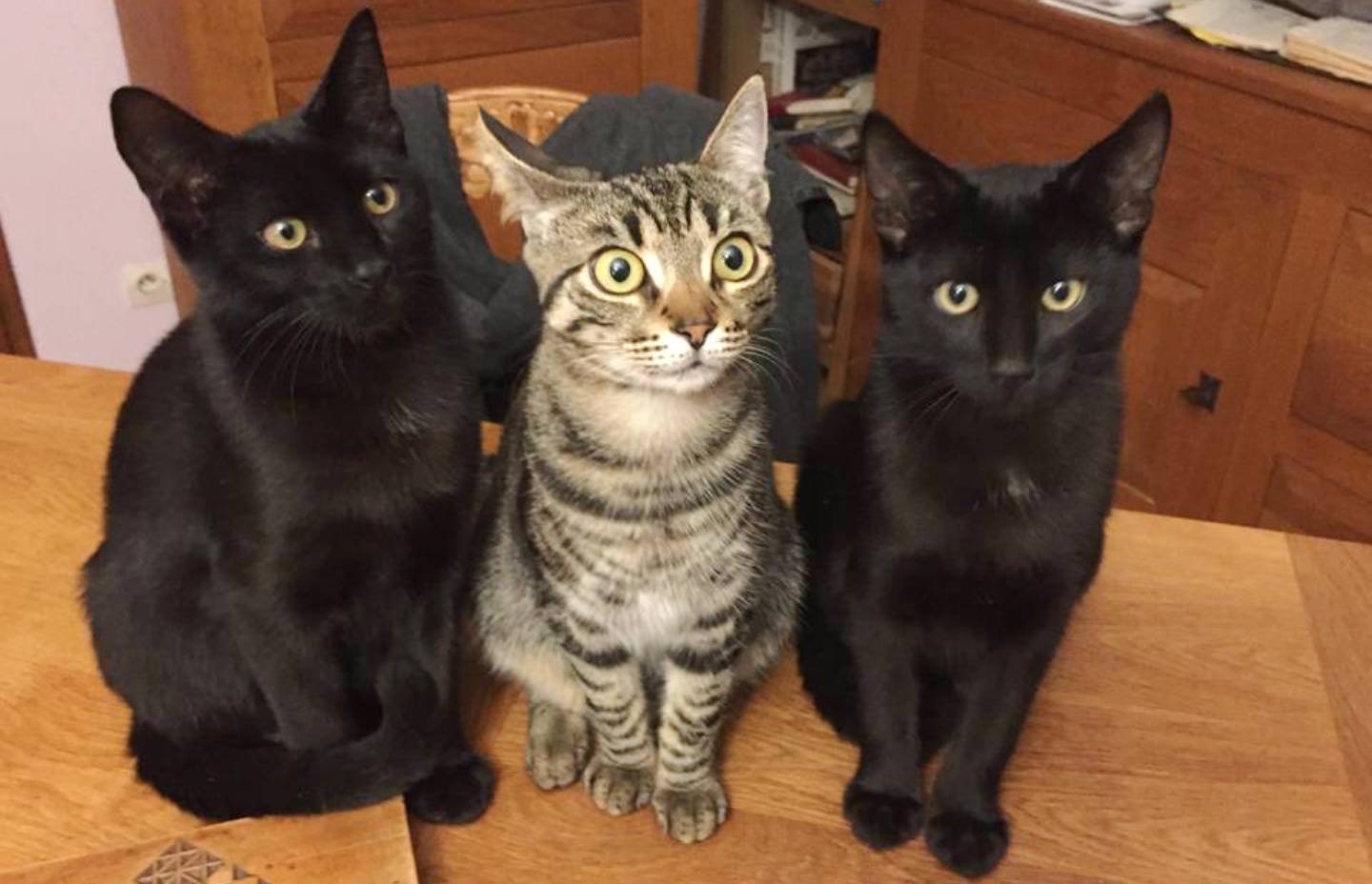 Les 3 Tobi