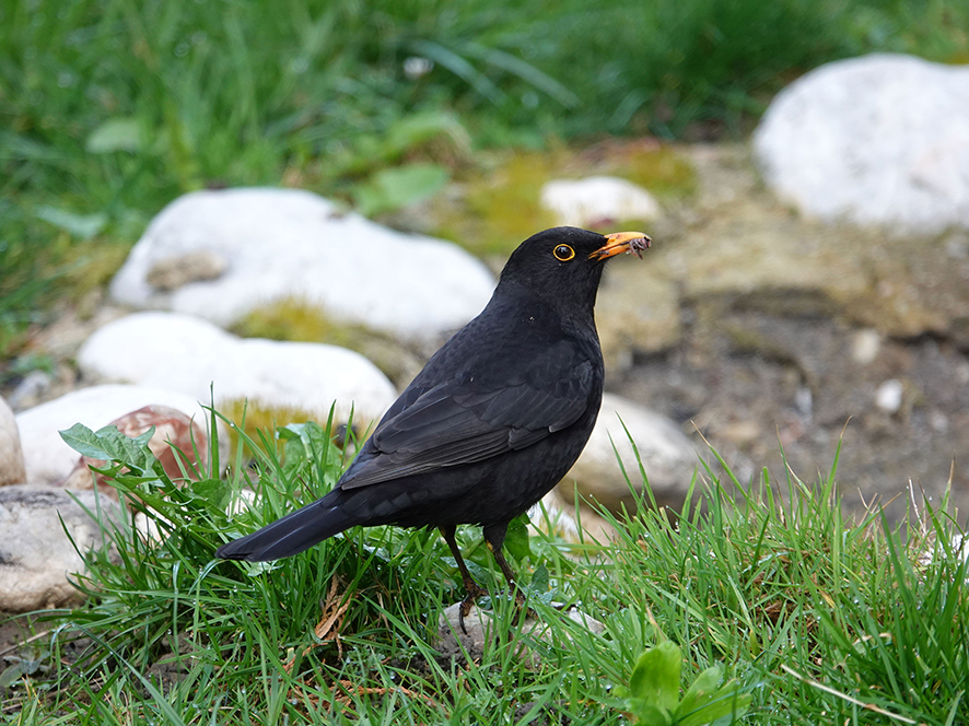 Blackbird merle