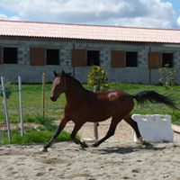 Acentino barn