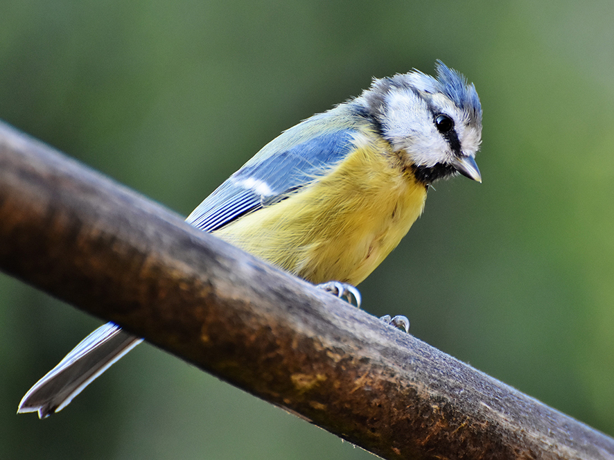 Blue tit me sange