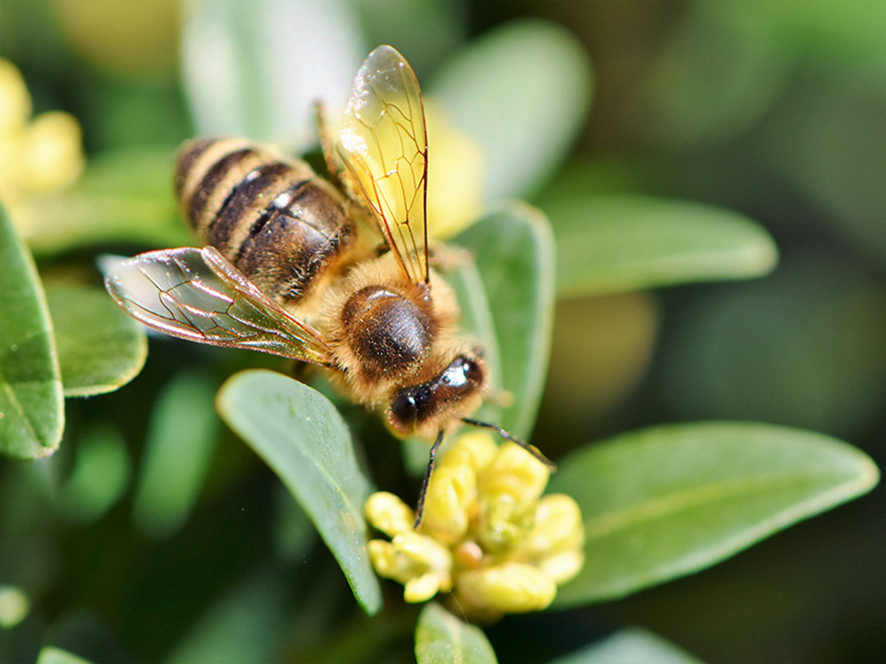 Bee abeille