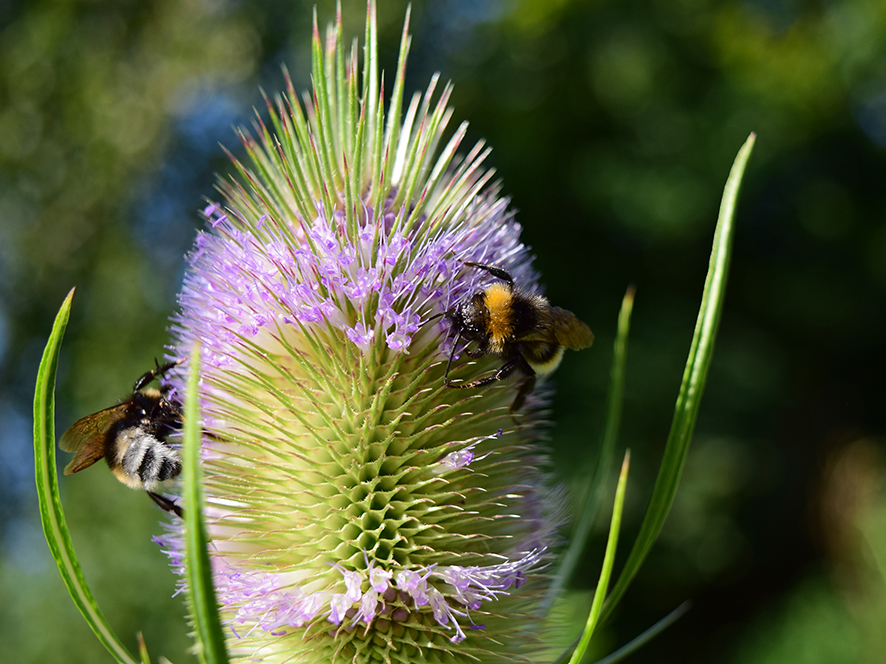 Wild teasel chardon