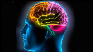 Comment notre cerveau prend-il les bonnes décisions ?