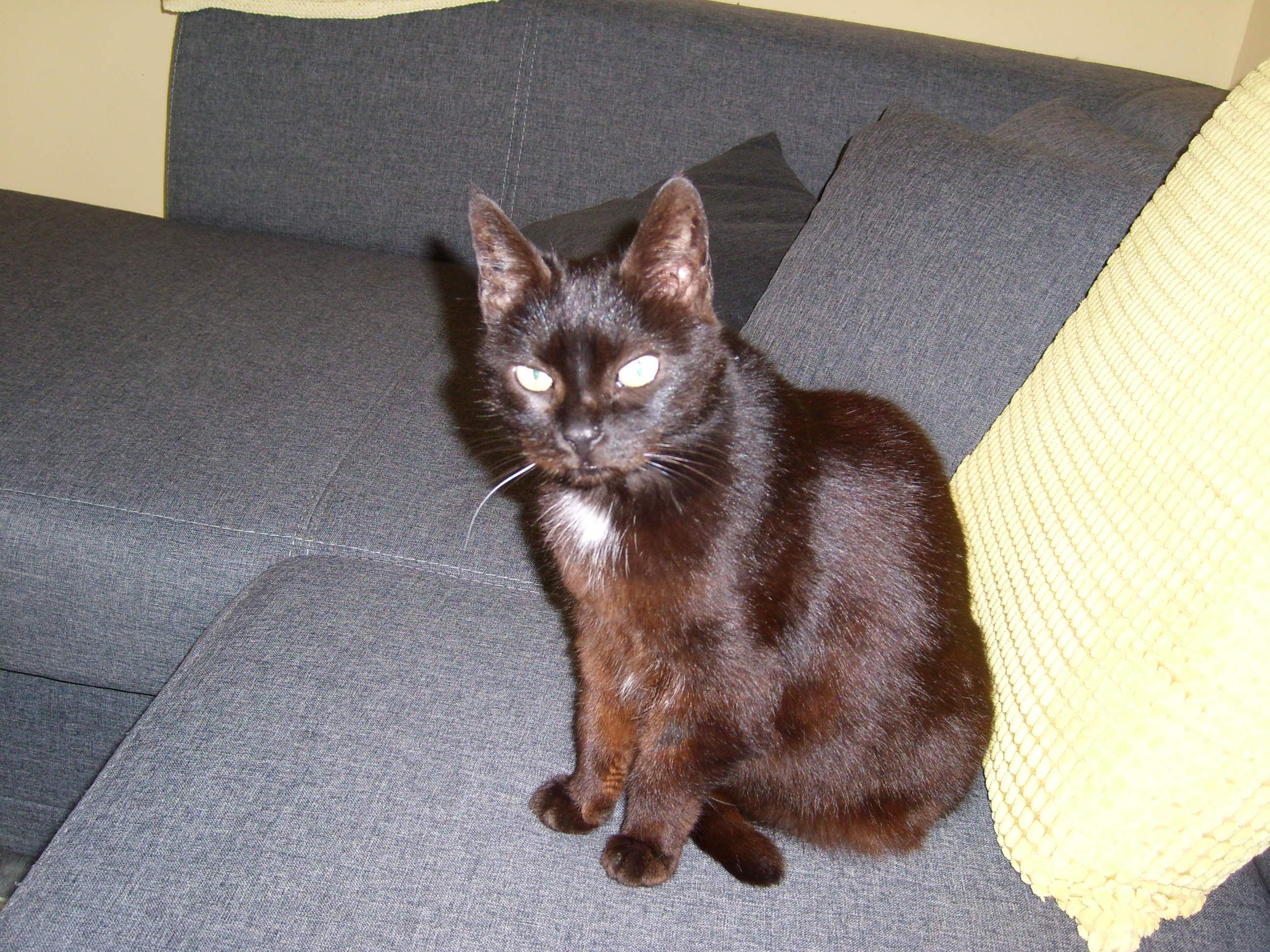 Minette