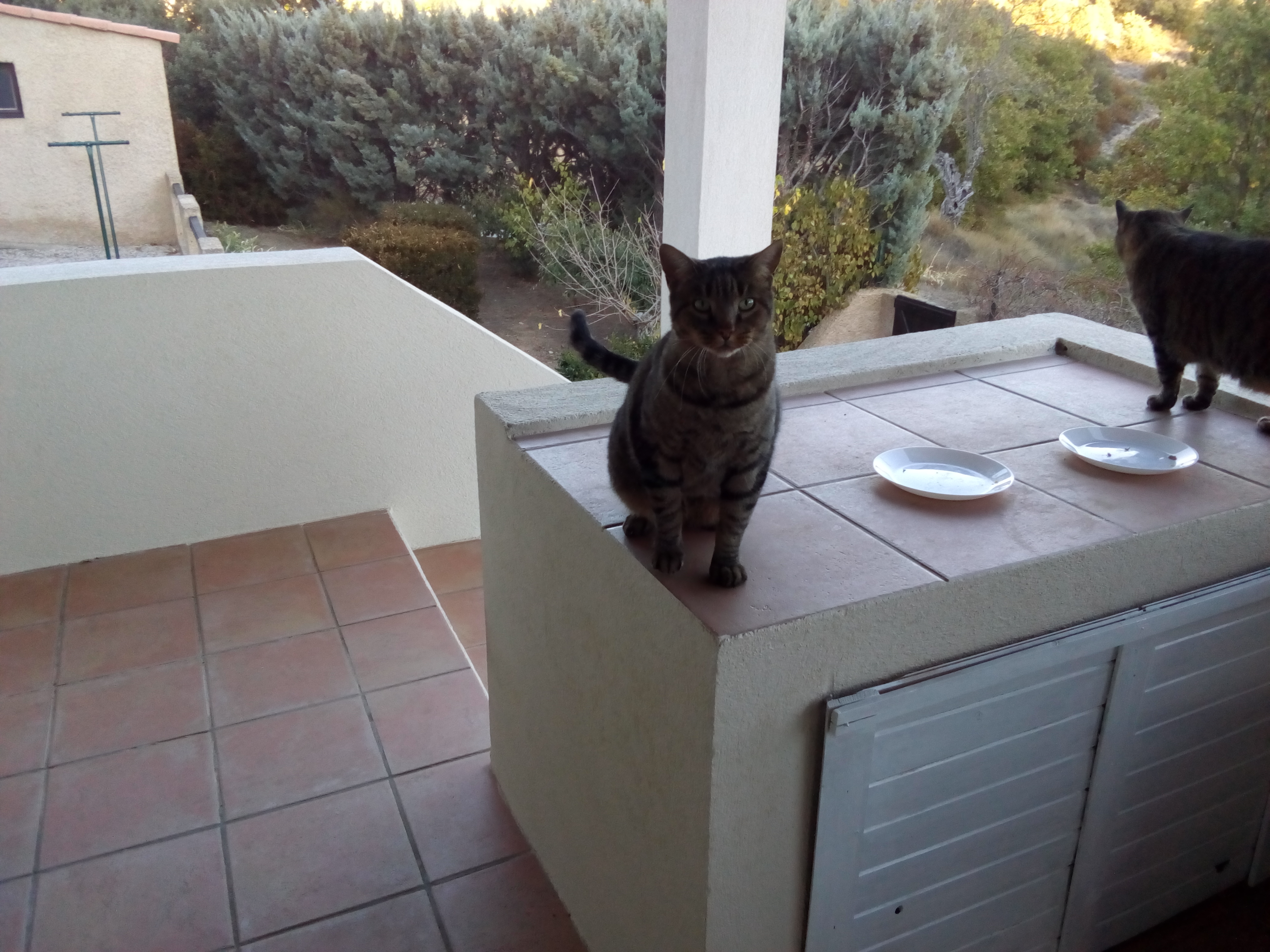 Merlin