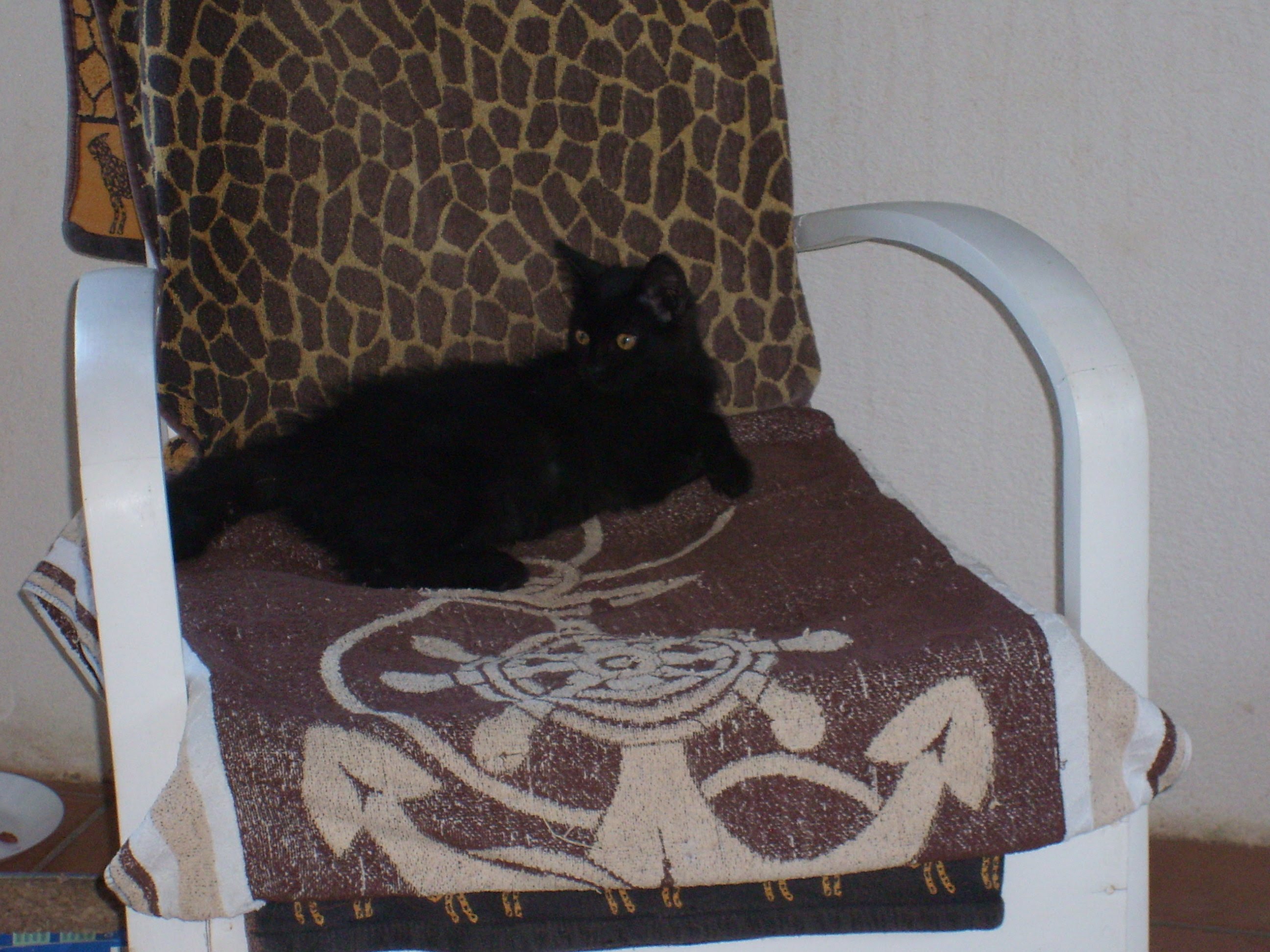Loulou