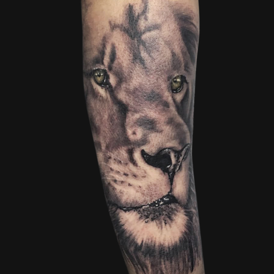 Lion