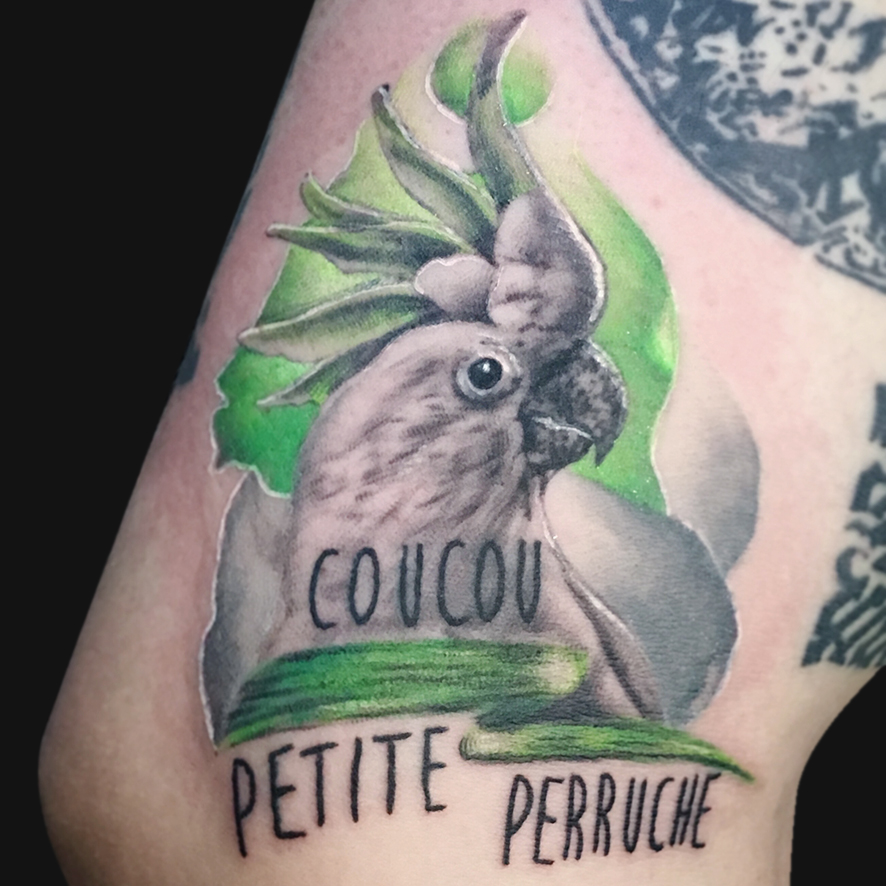 Perruche