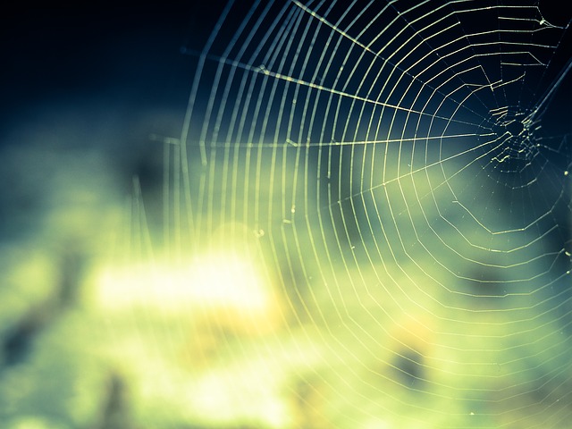 Cobweb 959578 640