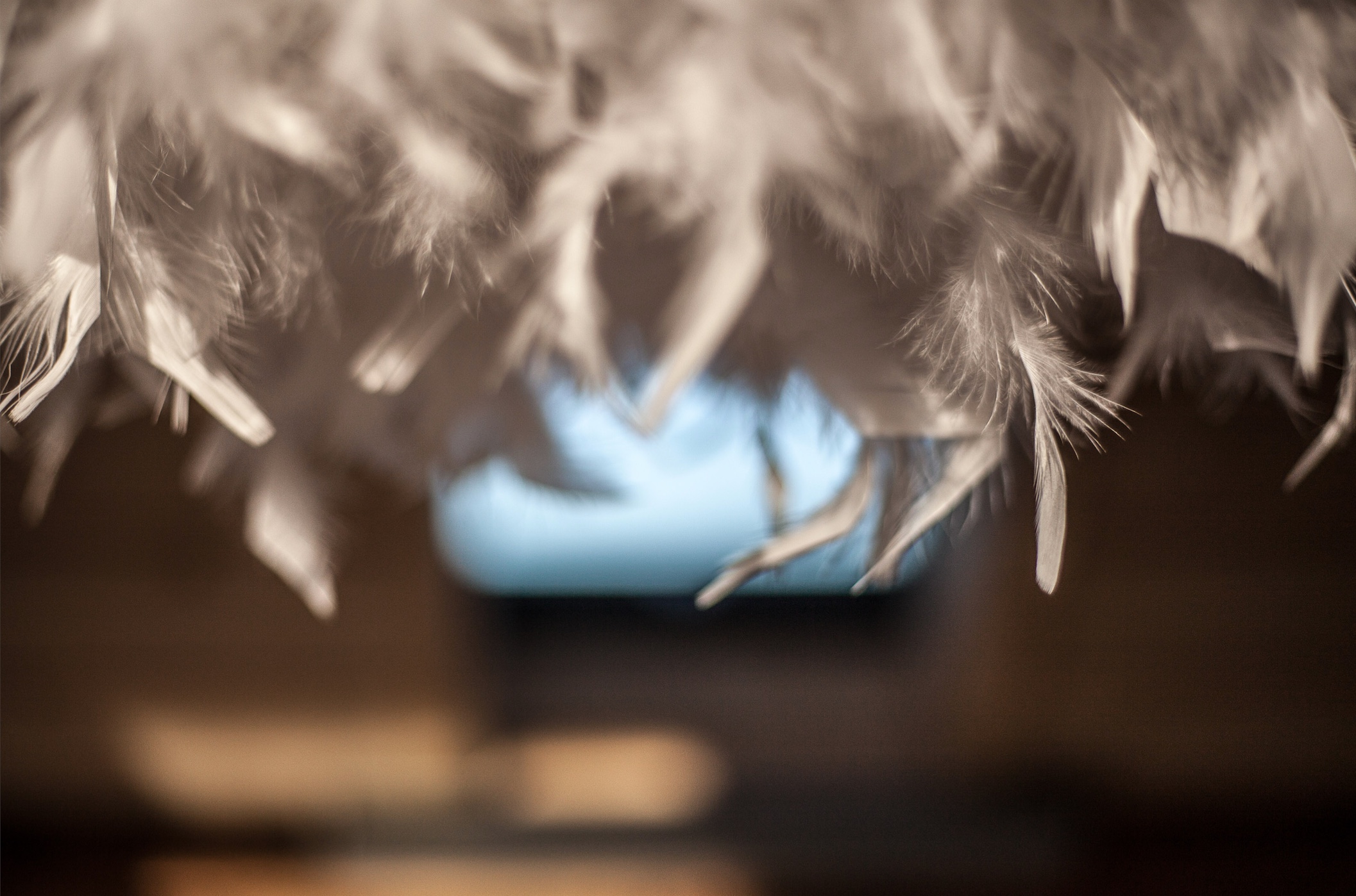 Plume