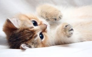 Small kitten bed beige cat cute animals pets