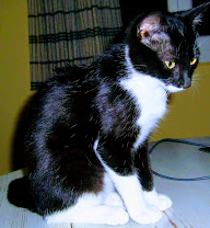 Minette a adopter