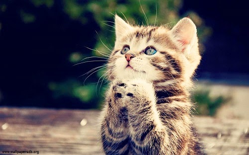 Photo chat mignon 67