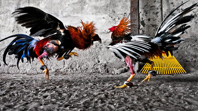 Judi sabung ayam online sv388