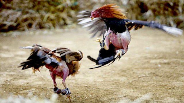 Bandar judi ayam online terbaik indonesia