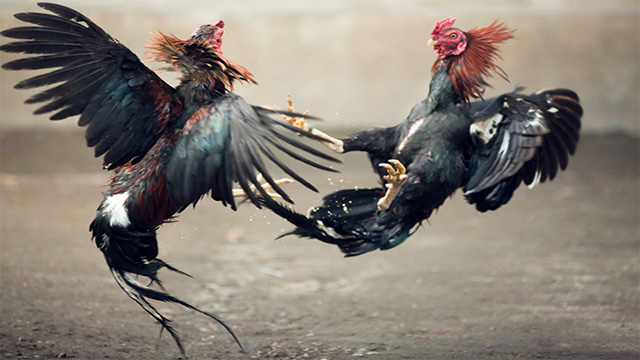 Sabung ayam s128