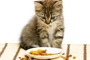 Bien nourrir chat 300x200