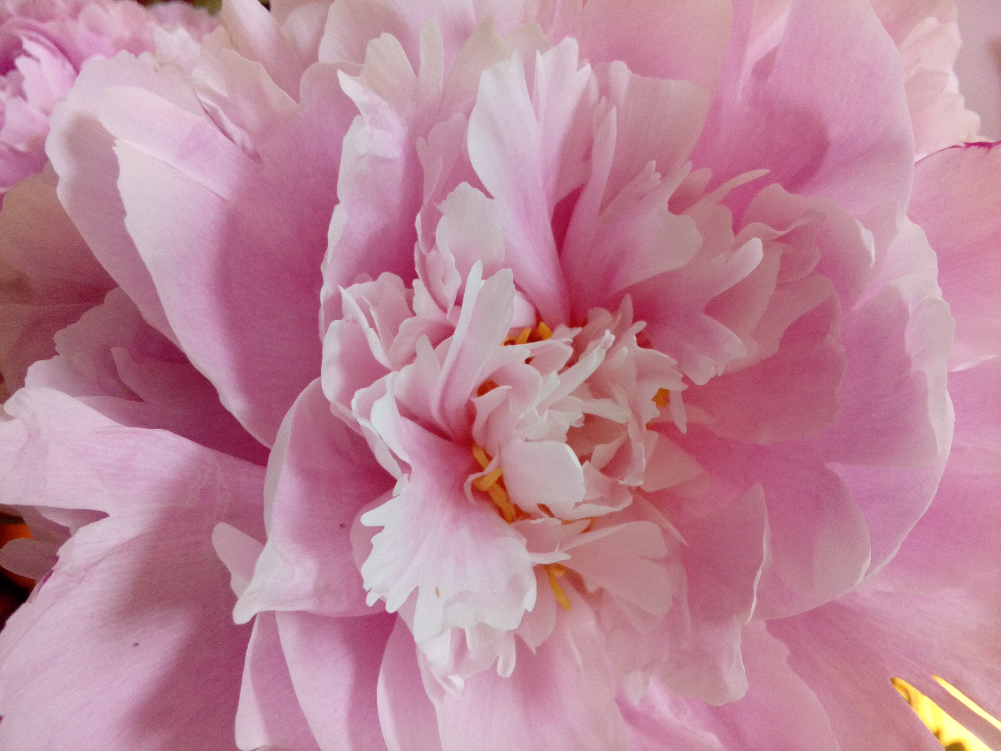 Fleur paysage