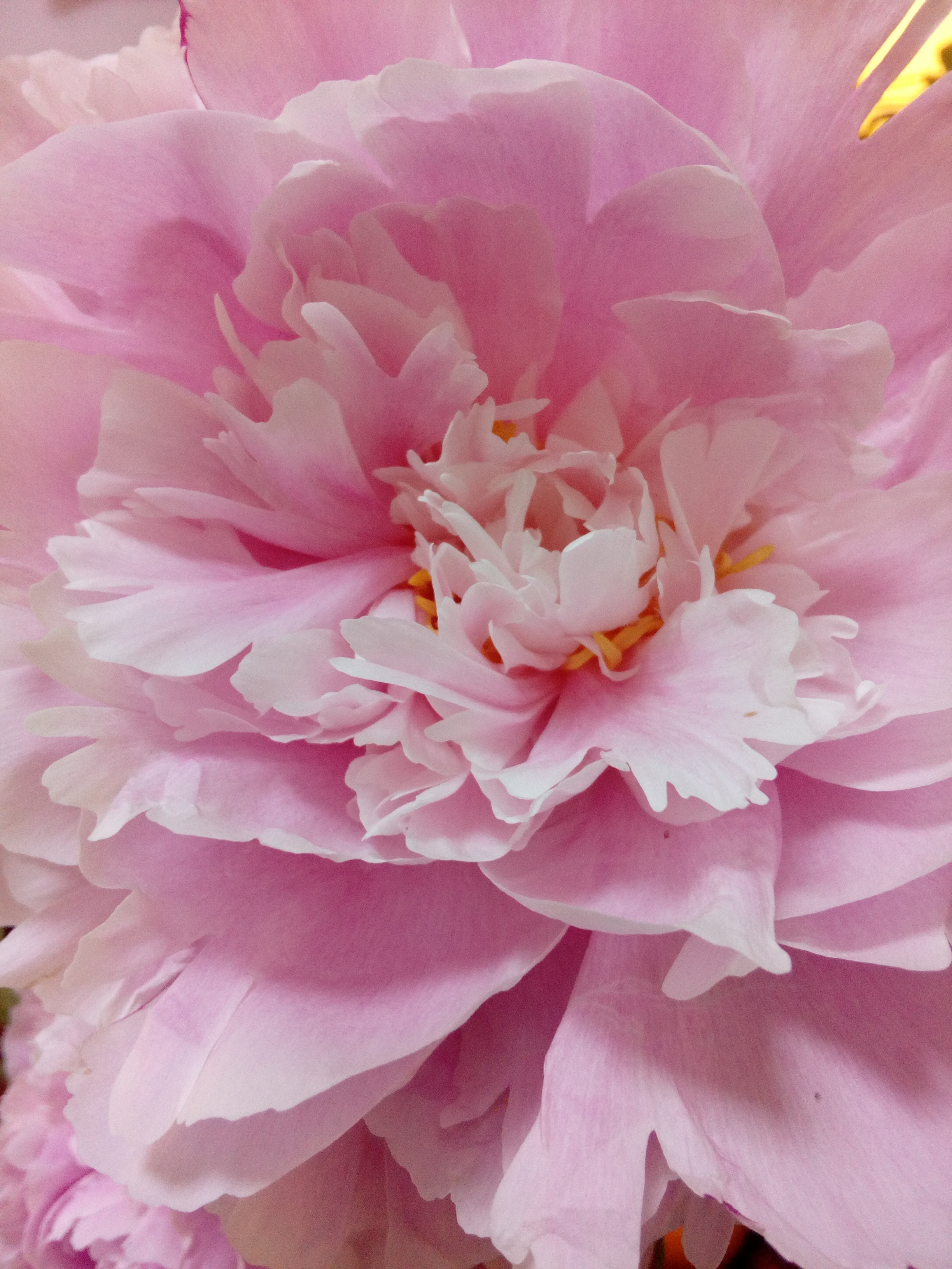 Coeur de fleur