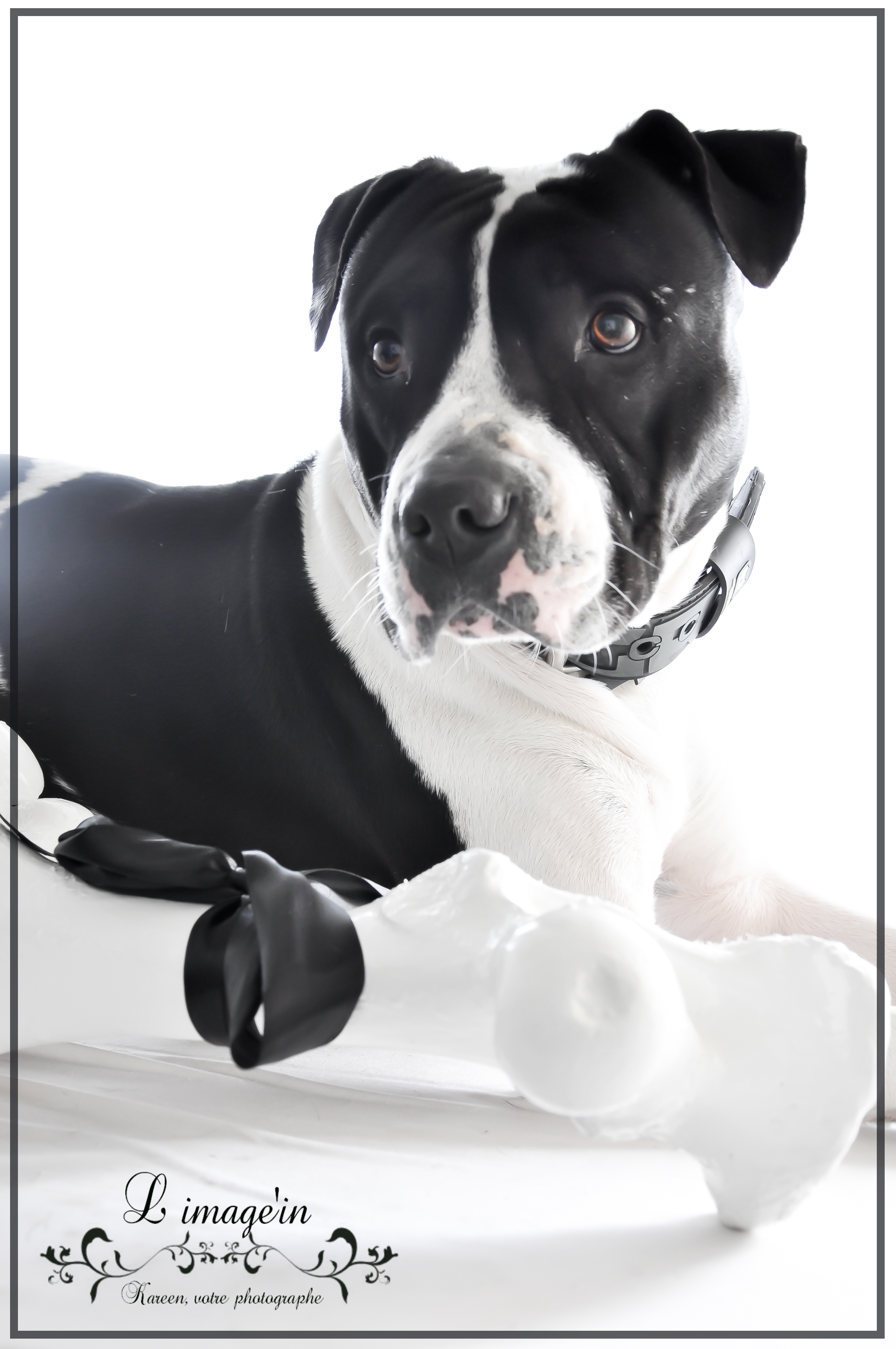 2012 dexter 1 