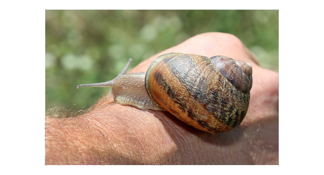 Escargots Gros Gris