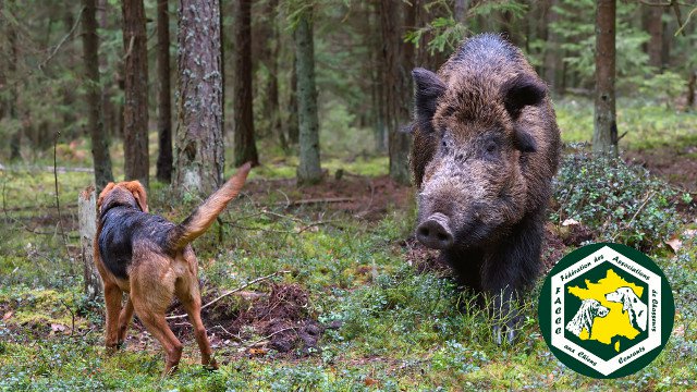 FACCC assurance chien de chasse 9