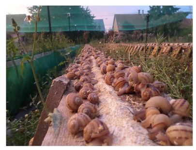 Escargots qui se nourrissent dans le parc localisé à Ebersheim, Bas-Rhin, Alsace
