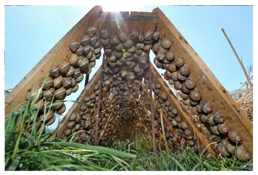 Escargots sous les planches dans le parc localisé à Ebersheim, Bas-Rhin, Alsace
