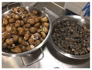 Escargots Gros Gris hors de leurs coquilles