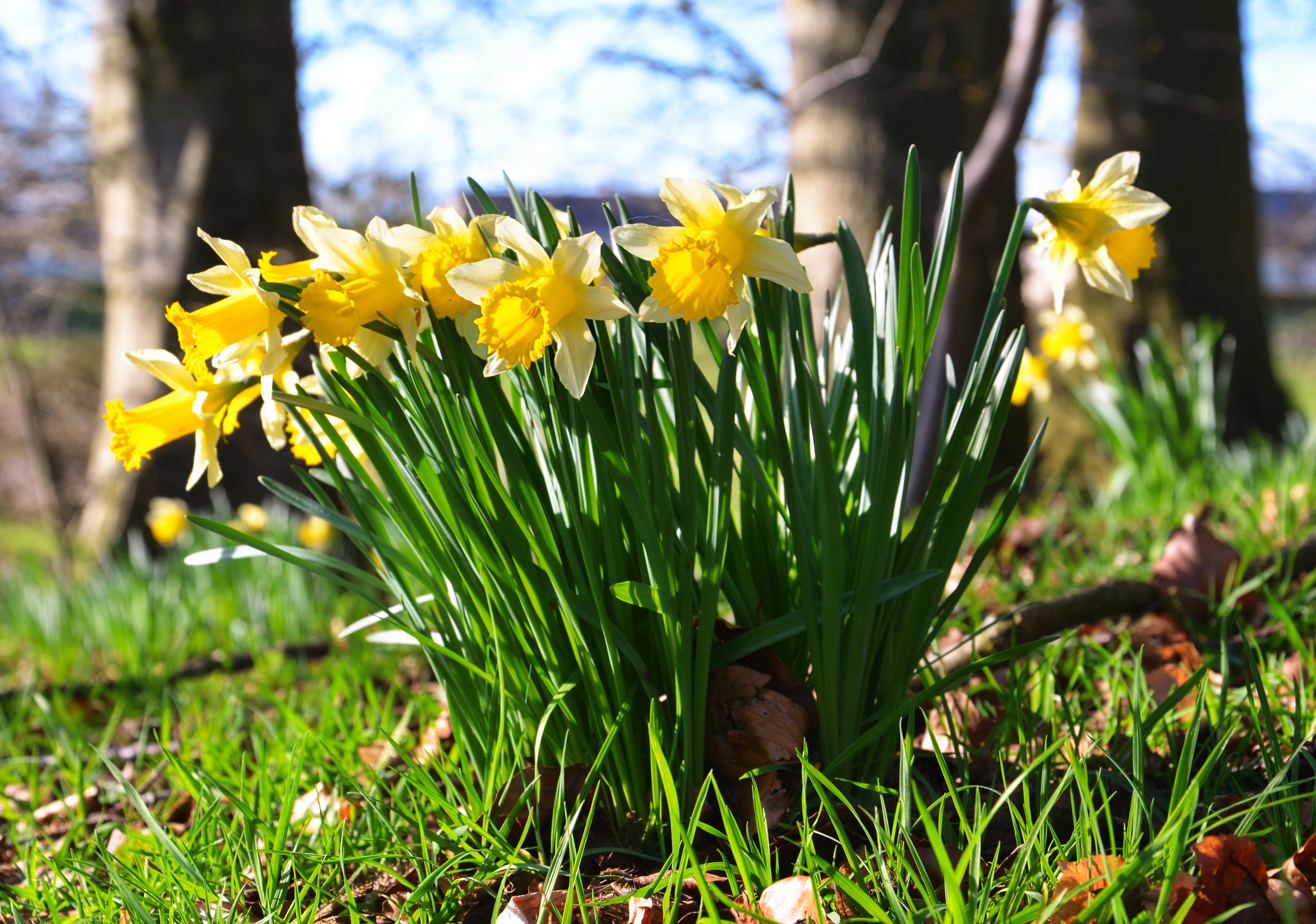 Jonquilles web 1