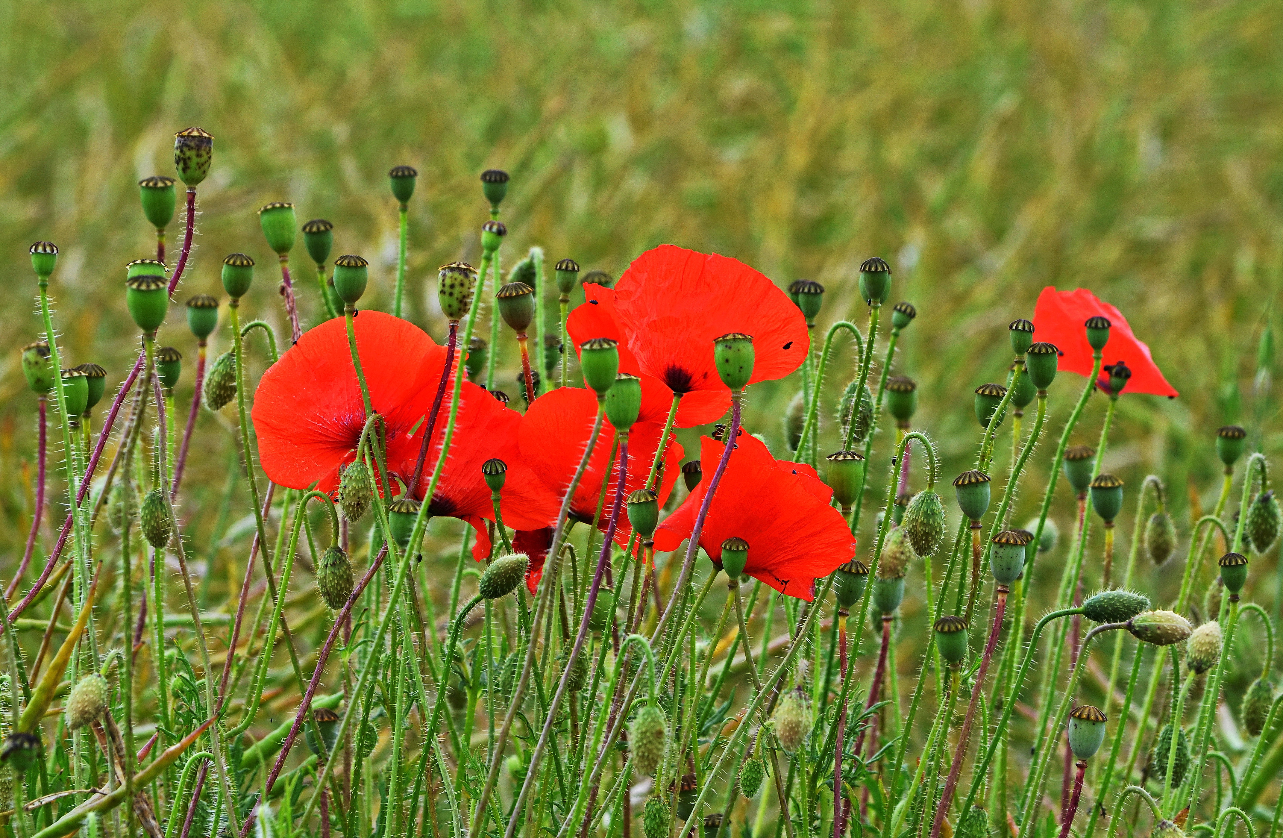 Coquelicots web1