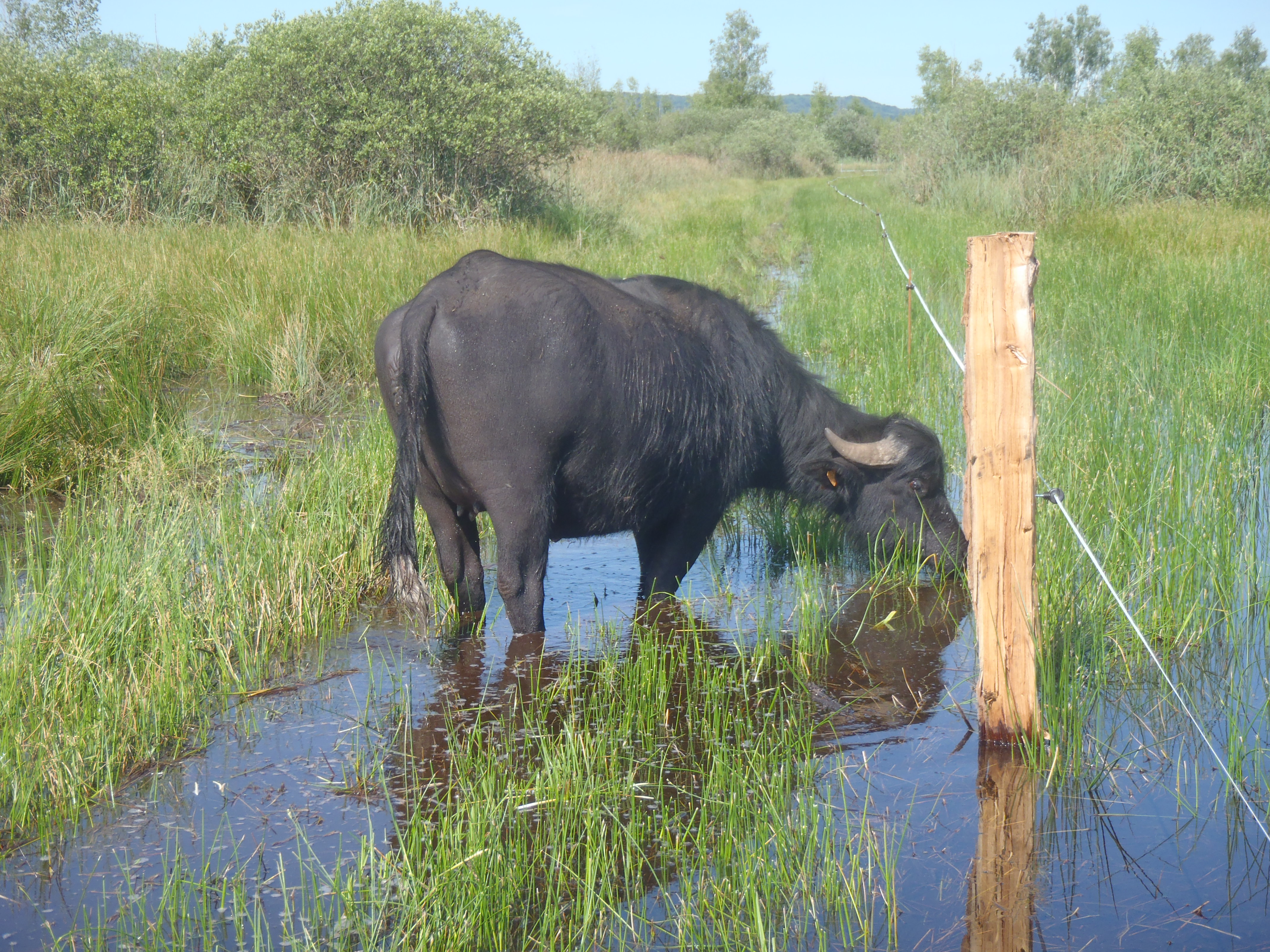 Buffles 2 monceaux 0614