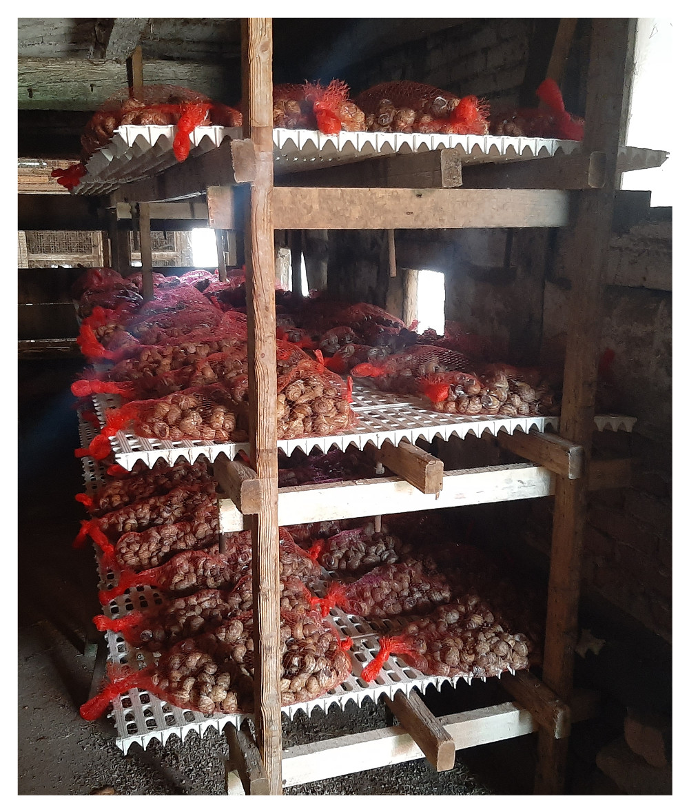 Escargots qui jeûnent dans notre grange localisée à Ebersheim, Bas-Rhin, Alsace