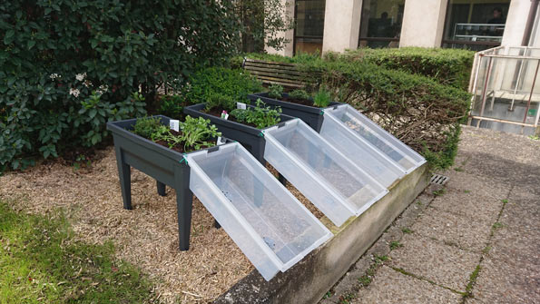 Potager