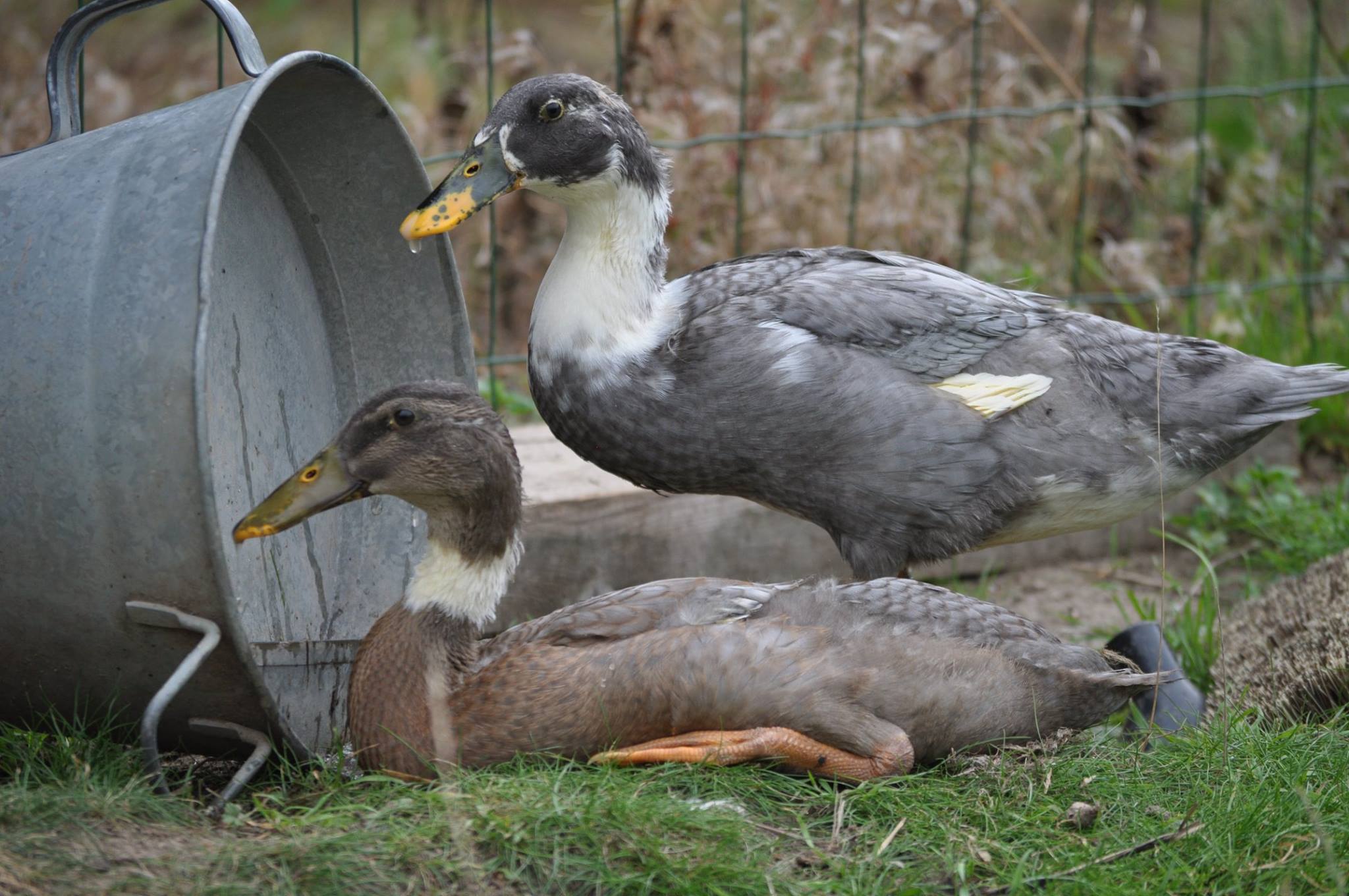 Canards1